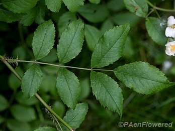 Leaves